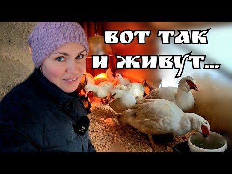 Видео: День третий. Утки на морозе. Содержание уток зимой. Кормление уток