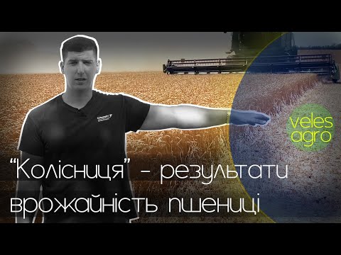 Видео: "Колісниця" - результат посіву та врожайність пшениці