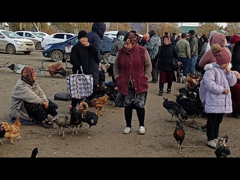 Видео: 10-НОЯБРЬ/2024/ШЫМБАЙ ТАУЫК БАЗАРЫ/ДЕМ БЕРМЕС