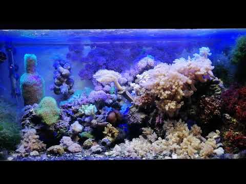 Видео: Еще раз о важности контроля солености в морском аквариуме