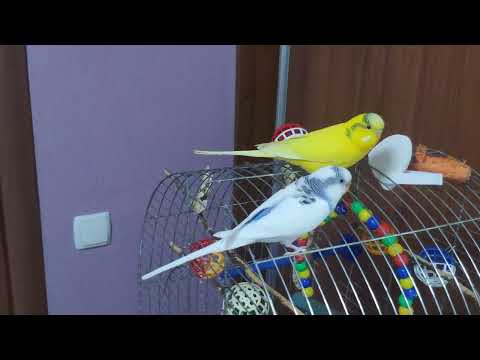 Видео: Нарешті вільні,капець хаті!!!скоро будемо ремонт робити...