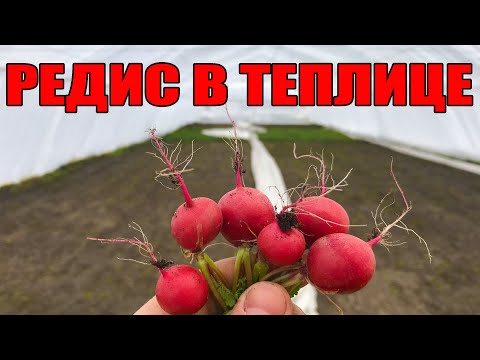 Видео: Редис в теплице пережил морозы - 28. Редис Селеста зимой !