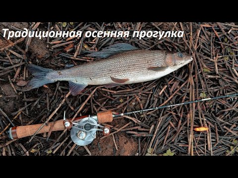 Видео: Традиционная осенняя прогулка. Хариус.