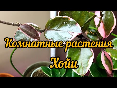 Видео: комнатные растения, хойи