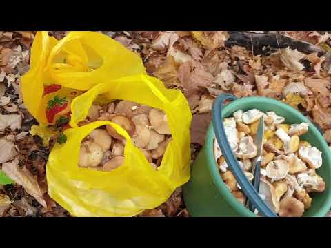 Видео: В леса Красноусольска за грибами.