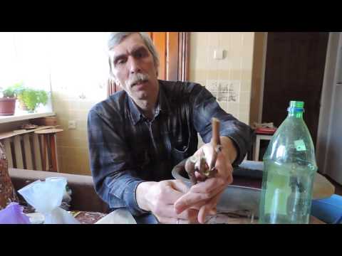 Видео: Домашнее укоренение черенков. Часть 1