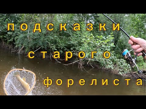 Видео: подсказки старого форелиста