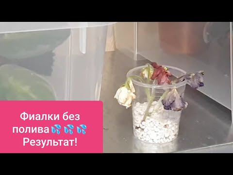 Видео: Фиалки без полива!😱Результат!💦