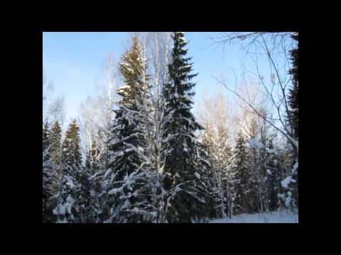 Видео: Зимой в лесу