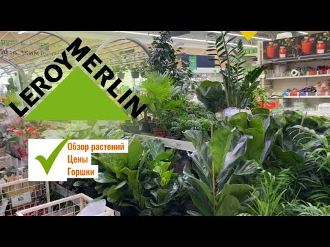 Видео: Обзор комнатных растений в Леруа Мерлен|обзор цветочного магазина
