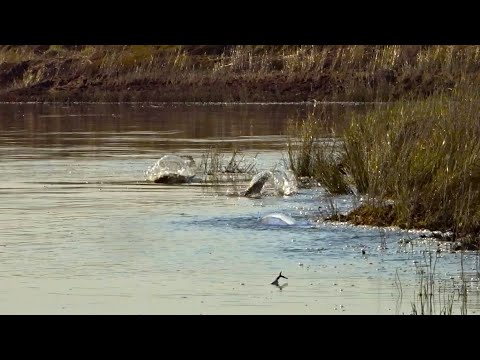 Видео: Вы это видели !? Они везде! Рыбалка в октябре