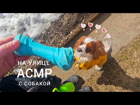 Видео: АСМР на улице с собакой | lo-fi asmr | итинг вкусняшек