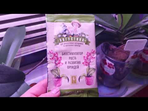 Видео: Орхидея с растущим цветоносом зимой. Чем и как её подкармливать?