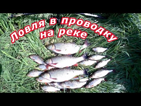 Видео: Плотва Голавль ловля в проводку на пшеницу ракушку
