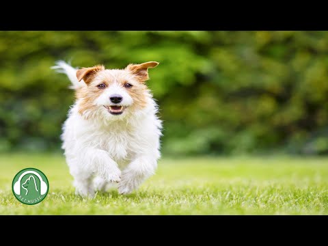 Видео: Любимая музыка собаки🐶Расслабляющая музыка для собак🎵Музыка стабильности