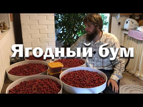 Видео: Собираем урожай в лесу и огороде.