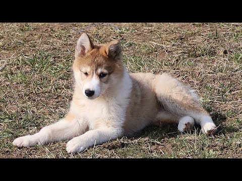 Видео: Чезе четыре года