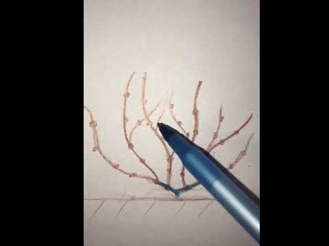 Видео: Обрезка метельчатой гортензии весной