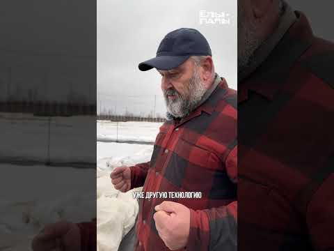 Видео: Новый способ зимнего укрытия в питомнике ЁЛЫ ПАЛЫ