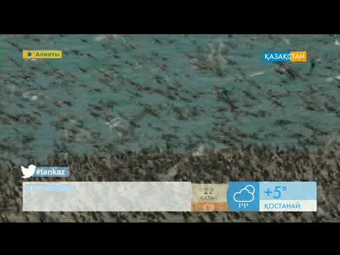 Видео: Күзде құстар қайда ұшады?