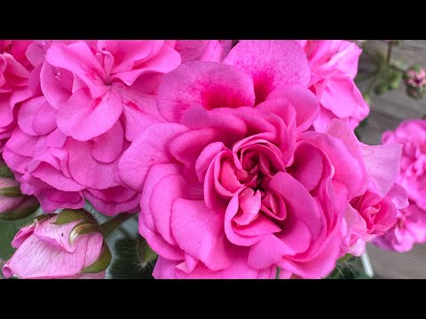 Видео: Обзор пеларгоний на даче от 11 июля 2025💓💓💓 https://t.me/Pelar_gonia мой пеларгониевый телеграмм 💚