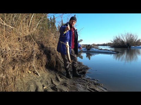 Видео: Рыбалка на налима. Аляска. Burbot. Fishing.