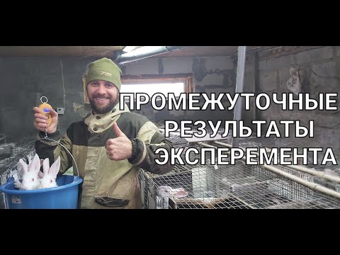 Видео: Вовка Сибиряк в шоке от результатов  промежуточного взвешивания!!!