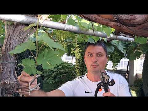 Видео: Ω Прививка винограда с инструментами (плоскогубцы, ножницы, машина)