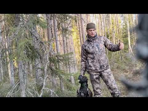 Видео: Весенняя охота тетерев, глухарь!