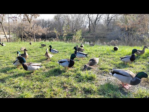 Видео: 01-11-2025 У нас выходной/ Парк Дворянское гнездо/ Кормление диких уток 