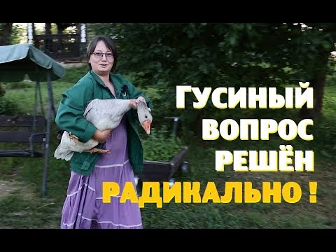 Видео: Наконец - то ИЗБАВИЛИСЬ ОТ ГУСЕЙ !