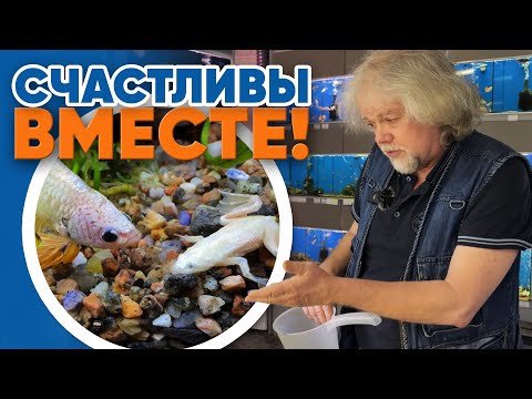 Видео: Аквариумные новости с Владимиром Ковалёвым (21.03.2025). Счастливы вместе!