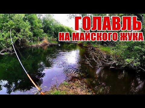 Видео: Как поймать голавля на майского жука