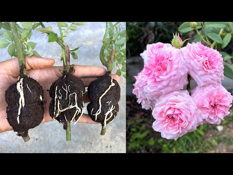 Видео: Использование кофейной гущи для извлечения ветвей роз | Размножение роз