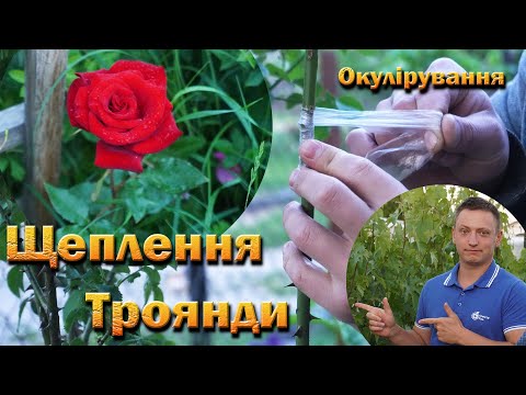 Видео: Щеплення троянди навесні, влітку. Окулірування троянди. Шамбова троянда.