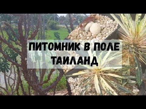 Видео: Необычный питомник редких растений.