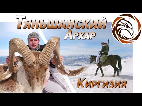 Видео: ГОРНАЯ ОХОТА НА ТЯНЬ-ШАНЬСКОГО АРХАРА (Mountain hunting in Kyrgyzstan)