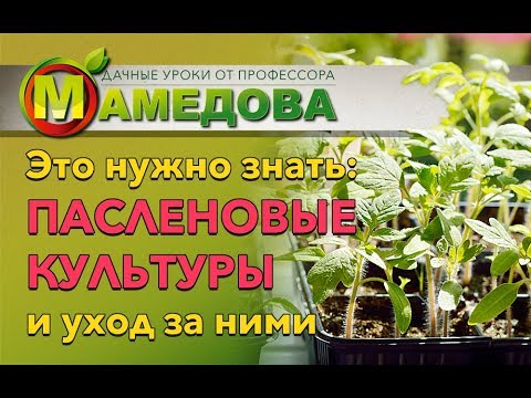 Видео: Это Нужно Знать: ПАСЛЕНОВЫЕ КУЛЬТУРЫ и Уход за Ними