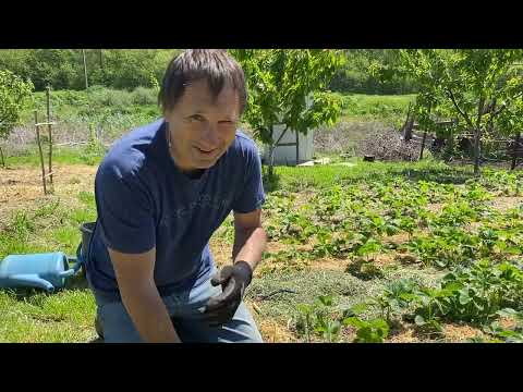 Видео: Медведка: ловушка, приманка, результат, ошибки!