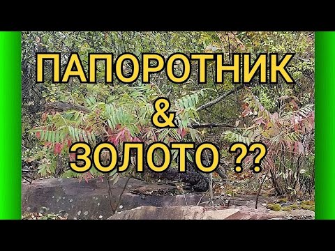 Видео: ПАПОРОТНИК И ЗОЛОТО ?? 💥🔥😃 ГДЕ ЖЕ ПРЯЧЕТСЯ ЗОЛОТО ??