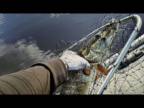 Видео: Осенний жор хищника. Воблер косит щук. Ловля на спиннинг