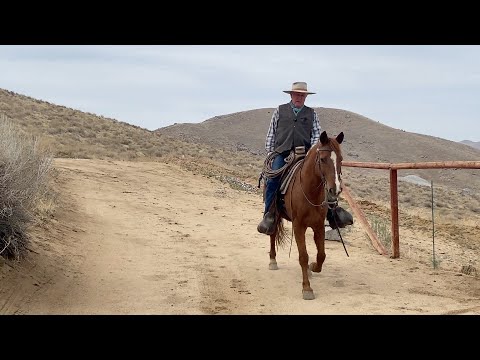 Видео: Лошадиный шопинг 101