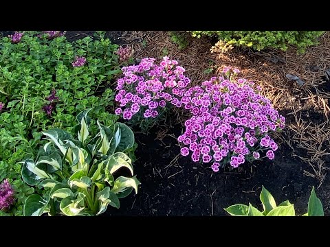 Видео: СТОП 🛑СТРИЖКА !!! Впереди ЗИМА 🥶! ЗЛАКИ и ПОЧВОПОКРОВНЫЕ! Сохраняем шевелюры нашим растениям 🌿🍀!