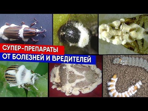 Видео: Супер-препараты - от болезней и вредителей