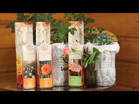 Видео: Розы из коробки  Когда сажать в грунт и как обрезать