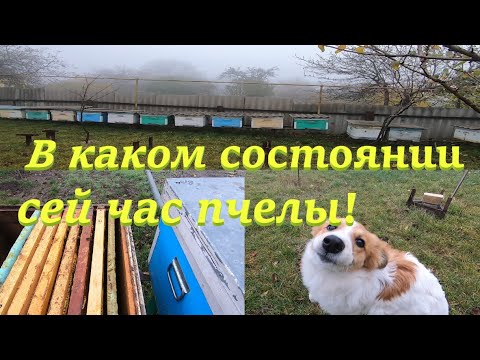 Видео: ✅Лучшее утепление пчелам в зиму, мои подкрышники и внутри улья! В каком состоянии пчелы в ноябре!