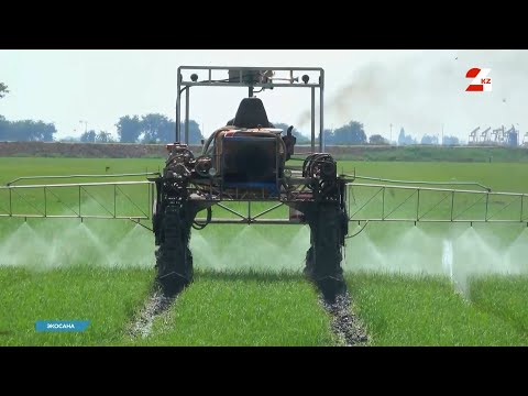 Видео: Тыңайтқыштың пайдасы мен зардабы қандай? | Экосана