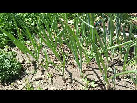 Видео: Жуа өсіру.Батун көпжылдық жуа. Батун өсіру.#жуа #бақша #баубақша #батун