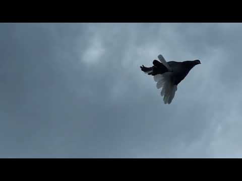 Видео: Серпастые 27.10.22