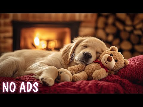 Видео: Успокаивающая музыка для собак🦮Музыка от разлуки🐶🎵Музыка для собак